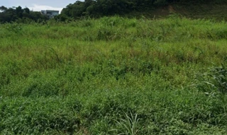 Imóvel 2434529 [''] - ['Rua Pastor Antônio Dominoni, São José do Acaraí, São Francisco do Sul, SC'] ['São José do Acaraí'] - ['São Francisco Do Sul']/['SC'] - 1