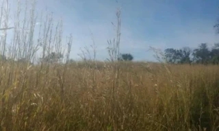 Imóvel 2600730 [''] - ['Município de Brasilândia, - Brasilândia de Minas - MG'] [''] - ['Brasilândia De Minas']/['MG'] - 1