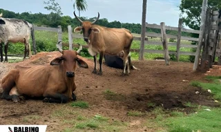 Imóvel 2565530 [''] - ['Sítio Cafuné, Gleba Porto Bananal, Vila Bela da Santíssima Trindade, MT'] [''] - ['Vila Bela Da Santíssima Trindade']/['MT'] - 1