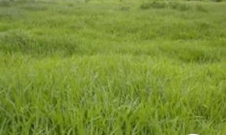 Imóvel 2650032 [''] - ['Rua Senador Emival Ramos Caiado, SETOR PARQUE FLORESTAL'] [''] - ['Itapaci']/['GO'] - 1