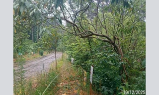 Imóvel 3025933 [''] - ['Rua Bosque das Coníferes, sn (Lote 30 da Quadra 02)'] [''] - ['Nova Petrópolis']/['RS'] - 1