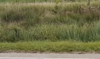 Imóvel 2693434 [''] - ['Estrada Federal BR 293, Km 136,5'] [''] - ['Candiota']/['RS'] - 1