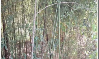 Imóvel 2521335 [''] - ['Rua Primavera, s/n, Bandeirinhas'] ['Bandeirinhas'] - ['Betim']/['MG'] - 1