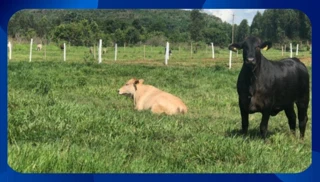 Imóvel 2436535 [''] - ['ENGENHO LAUREANO'] [''] - ['Aliança']/['PE'] - 1