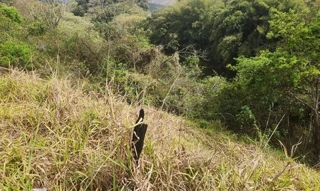 Imóvel 2595235 [''] - ['Rua João Teixeira de Abreu, Urbano, Rio Piracicaba/MG'] [''] - ['Rio Piracicaba']/['MG'] - 1