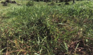 Imóvel 2694936 [''] - ['RO-471, 99-A, Gleba 04 - Zona Rural - Ministro Andreazza / RO'] [''] - ['Ministro Andreazza']/['RO'] - 1