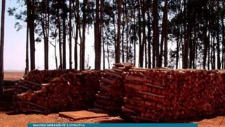 Imóvel 2584036 [''] - ['Horto Florestal Empax, Cerro, Angatuba, SP'] [''] - ['Angatuba']/['SP'] - 1