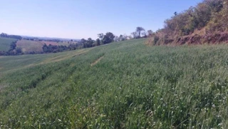 Imóvel 2967236 [''] - ['Estrada Rural, Sítio Alvorada - Gleba Alvorada, Nova Tebas, PR'] [''] - ['Nova Tebas']/['PR'] - 1
