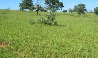 Imóvel 2510736 [''] - ['FAZENDA PRATA DOS NETOS'] [''] - ['Presidente Olegário']/['MG'] - 1
