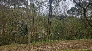 Imóvel 2504136 [''] - ['Rua Bosque das Coníferas, Linha Imperial'] [''] - ['Nova Petrópolis']/['RS'] - 1
