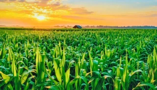 Imóvel 2562537 [''] - ['FAZENDA BARREIRO DO CAMPO'] [''] - ['Presidente Olegário']/['MG'] - 1