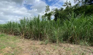Imóvel 2599838 [''] - ['Fazenda Nossa Senhora, Timbauba'] [''] - ['Timbaúba']/['PE'] - 1