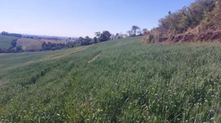 Imóvel 3046039 [''] - ['Estrada Rural, sn, Sítio Alvorada - Gleba Alvorada, Rural'] [''] - ['Nova Tebas']/['PR'] - 1