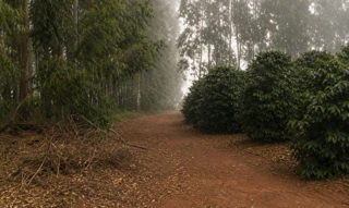 Imóvel 2973239 [''] - ['Rodovia Raposo Tavares, Km 303, Piraju'] [''] - ['Piraju']/['SP'] - 1