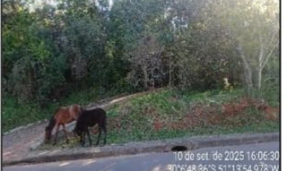 Imóvel 2641639 ['10278715'] - ['RUA SINODO,N. 35 QD K, LT 01, CAMAQUA - CEP: 91920-360, PORTO ALEGRE - RIO GRANDE DO SUL'] ['Cavalhada'] - ['Porto Alegre']/['RS'] - 1