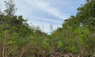 Imóvel 2596641 [''] - ['Nao informado Nao informado'] [''] - ['Nova Xavantina']/['MT'] - 1