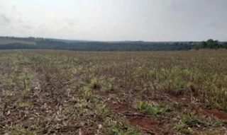 Imóvel 2507442 [''] - ['Rodovia MS-380, conhecida como estrada da Usina Velha São João, entrada à esquerda da via por mais 04 km, adentrando-se a propriedade rural Fazenda São Máximo'] [''] - ['Ponta Porã']/['MS'] - 1