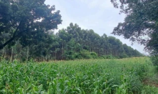 Imóvel 2646643 [''] - ['Estrada Municipal, S/N, Área de Terras n° 01, Distrito de Alto da Serra, Chapecó, SC, 89815-899, , Chapecó/SC'] [''] - ['Chapecó']/['SC'] - 1