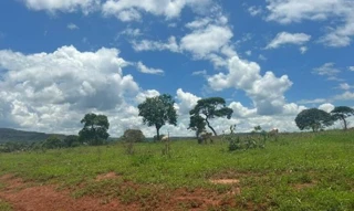 Imóvel 2905644 [''] - ['Estrada Gurinhatã A Rancho Alegre, s/n - Estância Bella Vista - Zona Rural - Gurinhatã / MG'] [''] - ['Gurinhatã']/['MG'] - 1