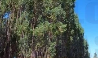 Imóvel 2703544 [''] - ['SILVANIA/GO - FAZENDA'] [''] - ['Silvânia']/['GO'] - 1