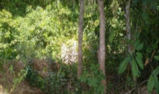 Imóvel 2689644 [''] - ['Rua Moisés, s/nº - Lote 10 - Jardim Botânico - Brasília / DF'] [''] - ['Brasília']/['DF'] - 1