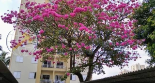 Imóvel 2826145 [''] - ['Rua Gisele Martins, 291 - Cidade Morumbi São José dos Campos - SP'] ['Cidade Morumbi'] - ['São José dos Campos']/['SP'] - 1