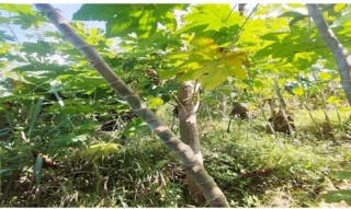 Imóvel 2523245 [''] - ['Rua Pau Brasil, lote 17, quadra 31 - Jardim Recreio - Ribeirão Preto/SP'] ['Jardim Recreio'] - ['Ribeirão Preto']/['SP'] - 1