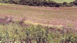 Imóvel 2868146 [''] - ['Lote de terras sob nº 105-parte Com área de 10,8963 hectares Situado na gleba 2 Barra Azul'] [''] - ['Manoel Ribas']/['PR'] - 1