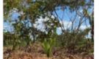 Imóvel 2720647 [''] - ['Grande Fazenda c/ 946,1351 hectares, denominado FAZENDA SÃO RAIMUNDO/GLEBA B'] [''] - ['Timbiras']/['MA'] - 1