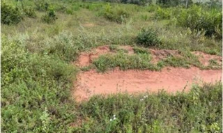 Imóvel 2596248 [''] - ['Municipio de Tesouro'] [''] - ['Tesouro']/['MT'] - 1