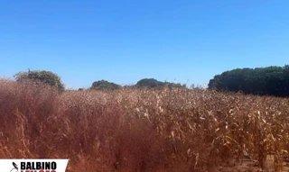 Imóvel 2565548 [''] - ['Sítio Santo Antônio, Tabaporã, MT'] [''] - ['Tabaporã']/['MT'] - 1