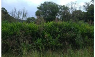 Imóvel 2927648 [''] - ['Localidade de Serra Chata do Timbó, Timbó Grande'] [''] - ['Timbó']/['SC'] - 1