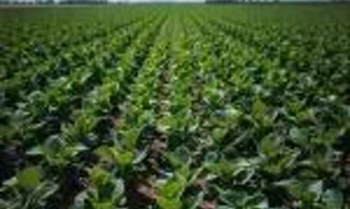 Imóvel 2686749 [''] - ['localidade de Capela São Francisco, Interior, Ibiraiaras/RS'] [''] - ['Ibiraiaras']/['RS'] - 1