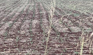 Imóvel 2702149 [''] - ['Rodovia Raposo Tavares, altura do KM 350/374 - Lote 01, Quadra 26, Setor 04, Nova Alexandria, Candido Mota/SP'] [''] - ['Cândido Mota']/['SP'] - 1