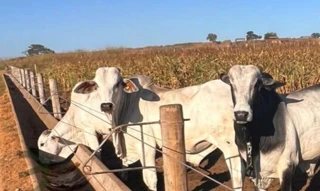 Imóvel 2673053 [''] - ['com endereço profissional Rua 13 de maio, n. 252,'] [''] - ['Torixoréu']/['MT'] - 1