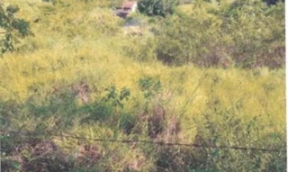 Imóvel 2610553 [''] - ['ACESSO PELA RODOVIA QUE LIGA MURIAÉ AO DISTRITO DE VERMELHO, 3 - Condomínio Campestre Lelente - Distrito de Vermelho Muriaé - MG'] [''] - ['Muriaé']/['MG'] - 1