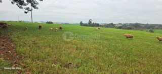 Imóvel 2984554 [''] - ['Rincão de São Pedro'] [''] - ['Santo Antônio Das Missões']/['RS'] - 1