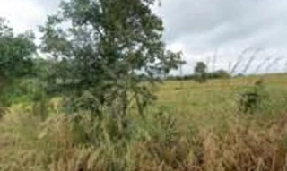 Imóvel 2463954 [''] - ['Fazenda TAMANDUÁ ou PINDAÍBAS'] [''] - ['Iporá']/['GO'] - 1