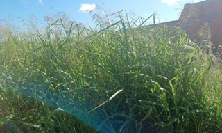 Imóvel 2655255 [''] - ['Lote 14, Quadra 10, Jardim Tropical A, Rua 09 e Rua 10'] ['Royal Park Residence'] - ['Londrina']/['PR'] - 1