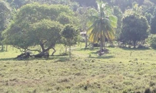 Imóvel 3001455 [''] - ['Estrada de Salinas, 600, Distrito de Pirajuia, Zona Rural/Urbana do Município de Jaguaripe, Jaguaripe, BA, 44480-000,'] [''] - ['Jaguaripe']/['BA'] - 1
