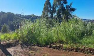 Imóvel 2694855 [''] - ['Rua Carlos Maggioni, S/N - Lote N°02, Quadra N°104 - Interior - Cordilheira Alta / SC'] [''] - ['Cordilheira Alta']/['SC'] - 1