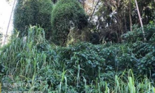 Imóvel 2646656 [''] - ['Rua Alberto Manske, S/N, Passo Manso, Blumenau, SC, 89130-000, , Blumenau/SC'] ['Passo Manso'] - ['Blumenau']/['SC'] - 1