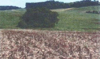 Imóvel 2898656 [''] - ['Linha Floresta, interior de Charrua/RS/'] [''] - ['Charrua']/['RS'] - 1