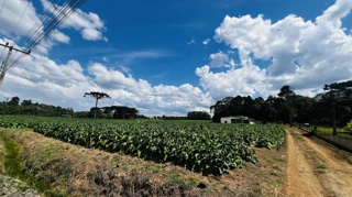 Imóvel 2598958 [''] - ['Estrada Municipal, S/N, Bairro: São Pascoal'] [''] - ['Irineópolis']/['SC'] - 1