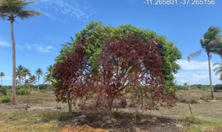 Imóvel 2275459 ['IDR184665'] - ["Rodovia Camilo Calazans de Magalhães (Estrada do Abais), s/n, Quadra 68, Lote 07, Loteamento Vila Rica do Abais, Itaporanga D'ajuda, SE, 49120-000"] [''] - ["Itaporanga D'Ajuda"]/['SE'] - 1