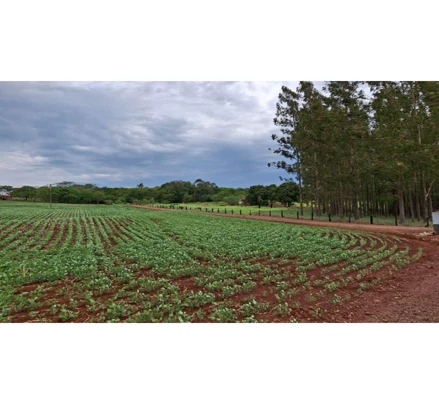 Imóvel rural em Mercedes, , PR /Mercedes, PR. Área: 113350m2