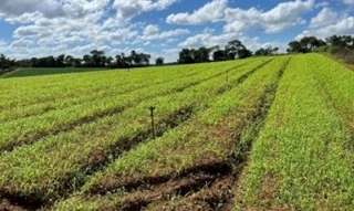 Imóvel 2578761 [''] - ['Ibiúna, SP'] [''] - ['Ibiúna']/['SP'] - 1