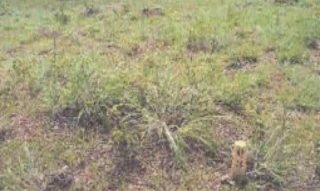 Imóvel 2697861 [''] - ['Rodovia Plamiro Paes de Barros, Lote 18 - Quadra 08 - Nova Esperança - Cuiabá / MT'] ['Jardim Nossa Sra. Aparecida'] - ['Cuiabá']/['MT'] - 1