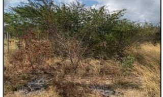 Imóvel 2591062 ['10274835'] - ['RUA PROJETADA 13,N. S/N QD B4, LT 05, ZONA URBANA - CEP: 55111-000, CARUARU - PERNAMBUCO'] [''] - ['Caruaru']/['PE'] - 1