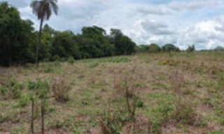 Imóvel 2993863 [''] - ['Chácara Sítio Velho, situado nesta cidade em São Luiz do Norte'] [''] - ['São Luiz Do Norte']/['GO'] - 1